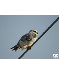 گونه کورکور بال سیاه Black-winged Kite